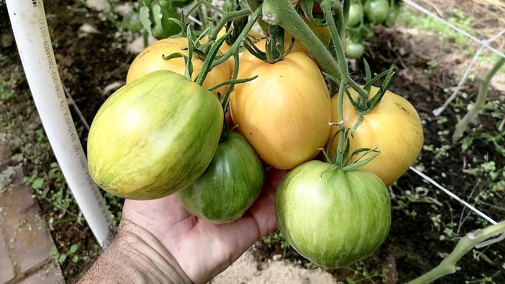 Томат Дынный ликер смотреть онлайн