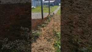 размножение Брусники Садовой делением куста