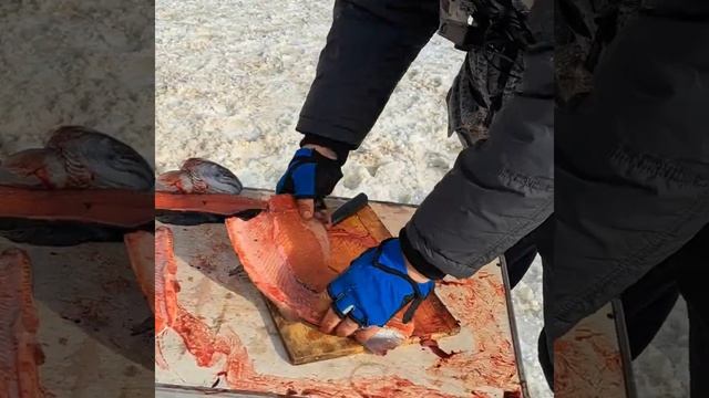 Форель вкусная – да прятаться искусная❗️ 17.02.24 Рыбалочка в Место Клёва❗️ смотреть онлайн