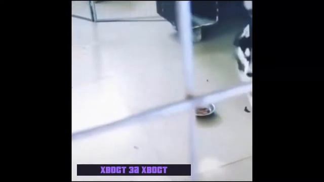 Хвост за хвост кошка гоняет собаку смотреть онлайн