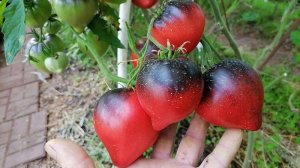 Томат Сержант Пеппер (Sgt. Pepper's).