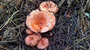 Поляны ЦАРСКИХ РЫЖИКОВ в сосновом лесу!!! Грибник просто в шоке!! Сбор грибов