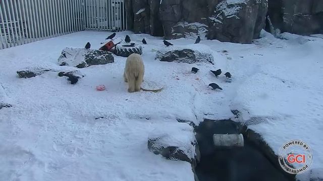 Вороны мешают мишке завтракать#Аляска смотреть онлайн