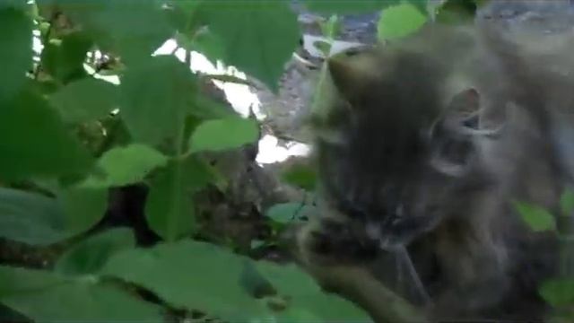 Дача - Смешные кошки. Красивые и пушистые. смотреть онлайн