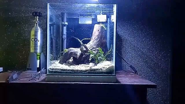 Blackwater Biotope Cube | Golden Auratus & Neon Green Danios
