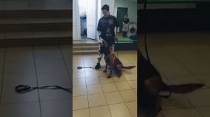 Таня Каширина стала кинологом.