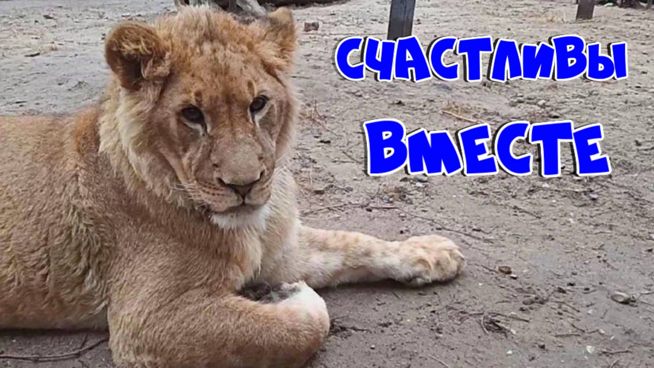 Счастливы вместе! / Мужчина радостно бегает, ШЕРХАН скачет, ребёнок хохочет. (4 выпуск) смотреть онлайн