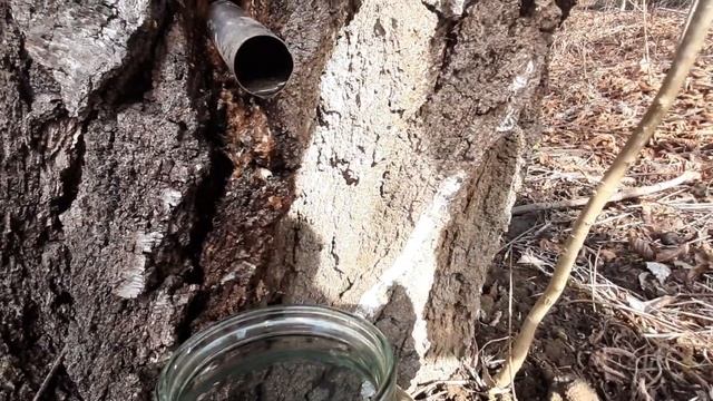 Збираєм березовий сік/Ставимо бутлі/Нове відео смотреть онлайн