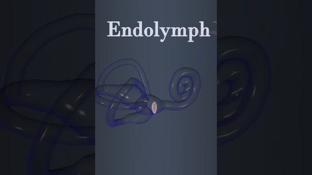 Endolymph #education смотреть онлайн