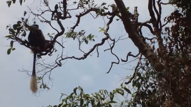 Entebbe Botanic Gardens Uganda East Africa 5 смотреть онлайн