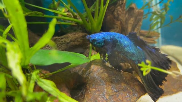 Петушок Пётр💙 смотреть онлайн