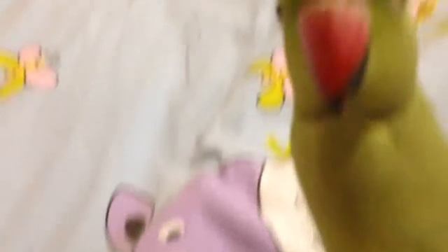 Видео с ожереловый попугаем по имени Яшка смотреть онлайн