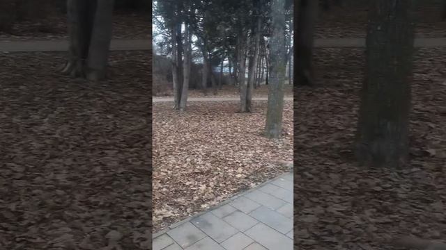 Белки 🐿️ в парке смотреть онлайн