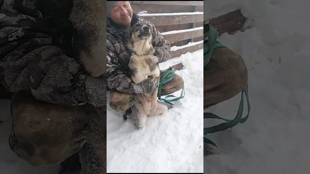 Symiko.ru | Собака Весна ищет дом. Отдаем бесплатно. Собаки в дар в добрые руки. смотреть онлайн