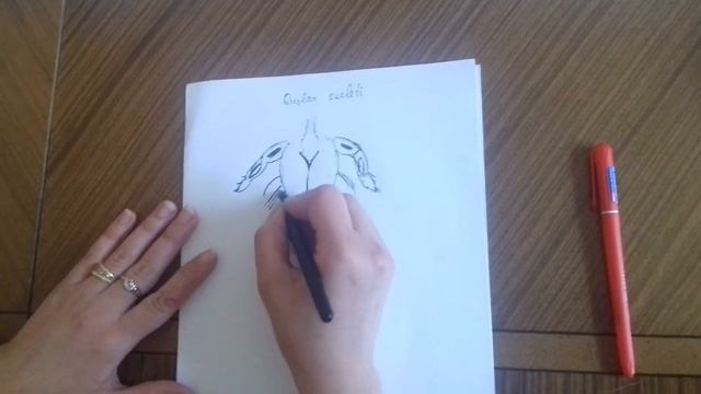 Quşların skeleti смотреть онлайн