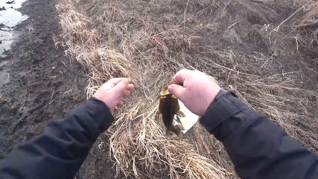 Рыбалка на ротана . Ротан весной . Открытие сезона . смотреть онлайн