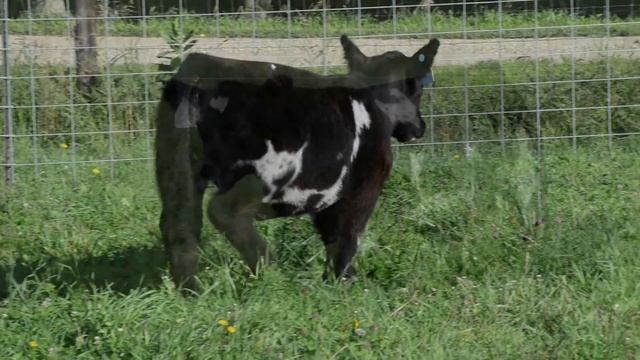 Herum Show Cattle Sept 2017 Tag 53 смотреть онлайн