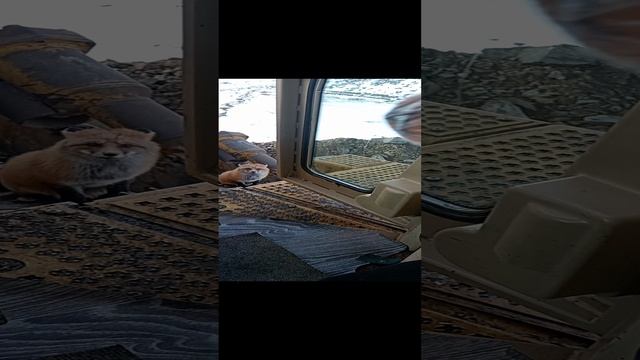 Лиса смотреть онлайн