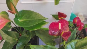 Антуриумы Сорта Гиганты, как их отличить от обычных антуриумов Андре в магазине.