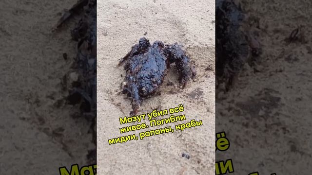 Экологическая катастрофа в Анапе