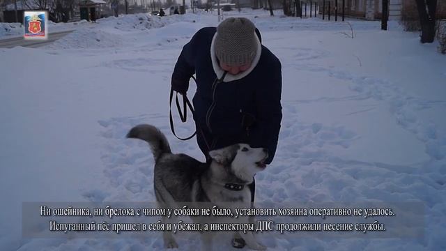 Спасение собаки Меленки 24.01.19 смотреть онлайн