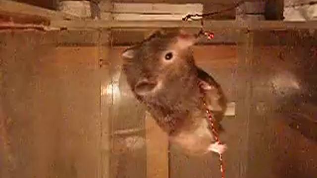 Хомяка-3 смотреть онлайн