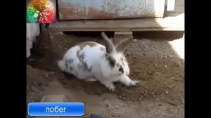 Побег джентльмены удачи