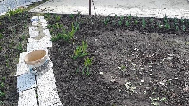 КОЛИ САДИТИ ОГОРОД- САМА ТОЧНА ПОРАДА!!!! смотреть онлайн