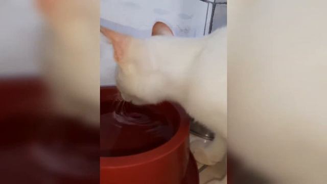 OS GATOS MAIS FOFOS E ENGRAÇADOS 2021 смотреть онлайн