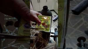 Побледнели листики у петунии? Покажу что делать.