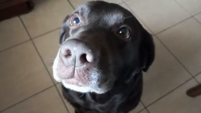 любимое лакомство лабрадора/Labrador's favorite treat смотреть онлайн