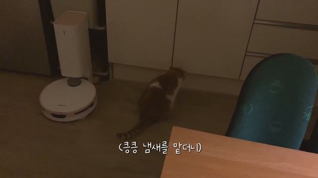Dodo, a kitten who loves roll cakes смотреть онлайн