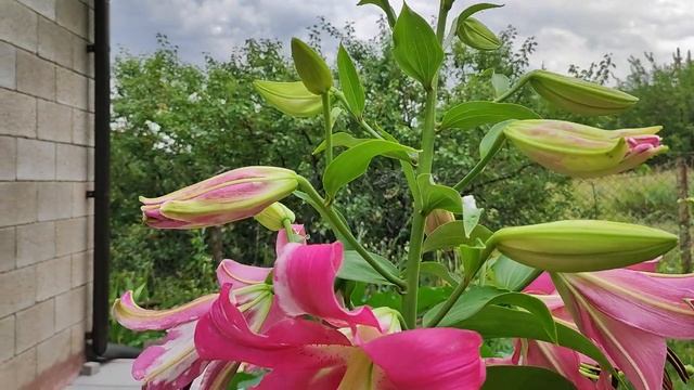 Основные моменты при выращивании лилии. Азиатские, ЛА и ОТ гибриды. смотреть онлайн