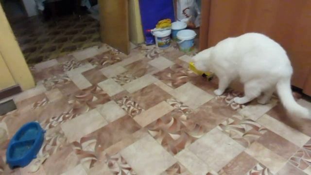 Самообслуживание кота смотреть онлайн