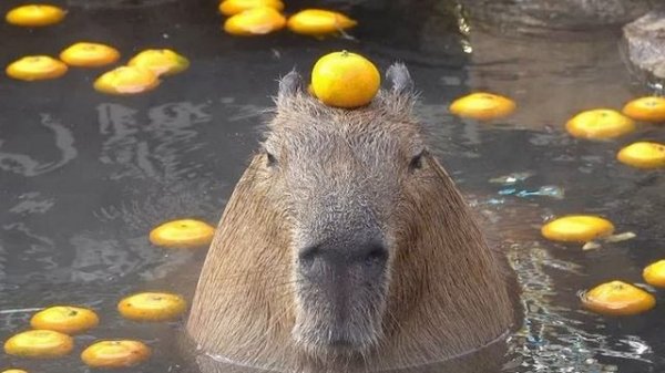 капибара песня!!!