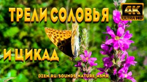 Трели Соловья И Звуки Цикад - Подарят Вам Приятные Воспоминания О Теплых Временах Года. Звуки ASMR.