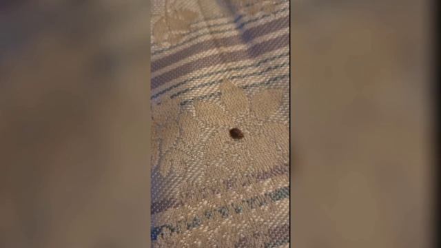 Уничтожение Клопов.