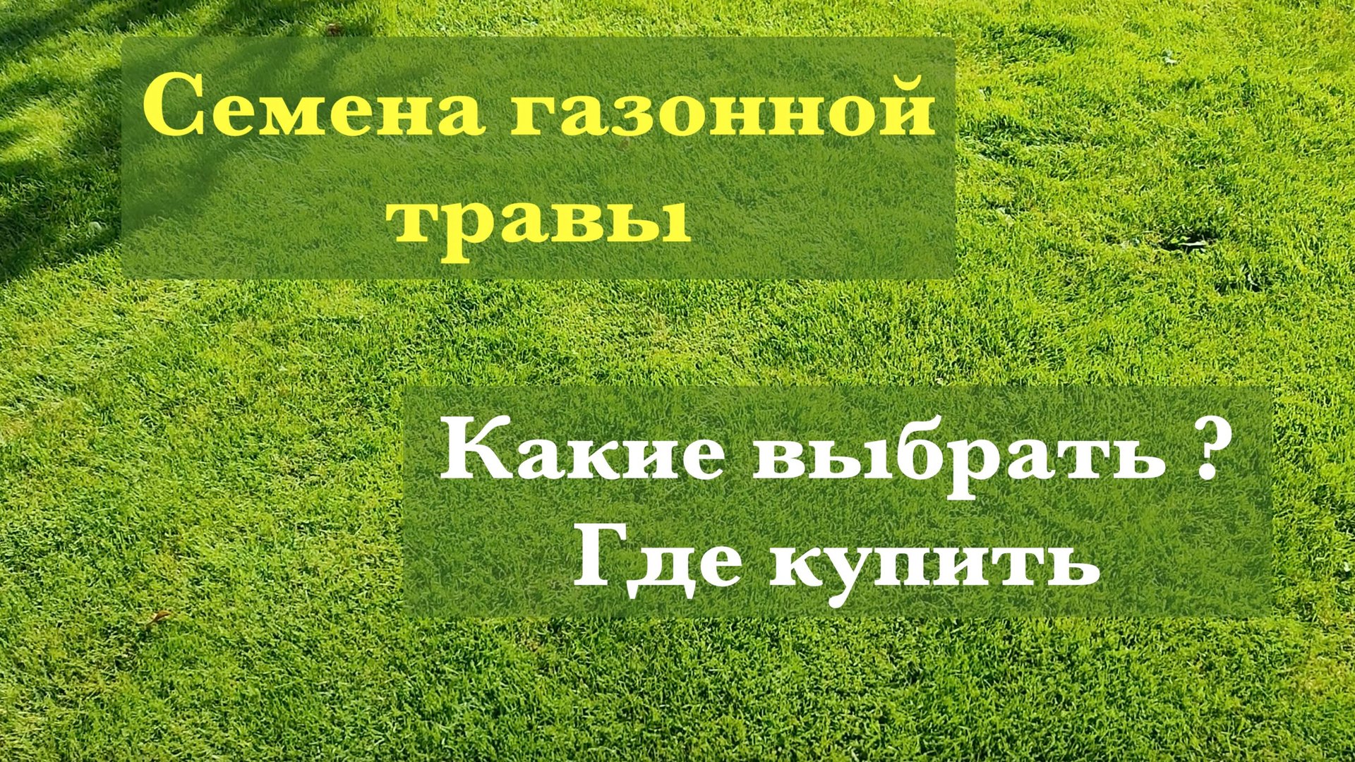 Семена газонной травы, какие выбрать ?