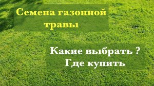 Семена газонной травы, какие выбрать ?
