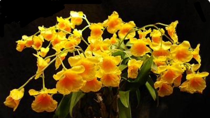 Dendrobium Capillipes посадка и размножение. Часть 1.