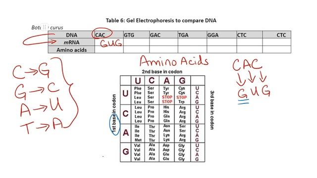 DNA to RNA to Amino Acid смотреть онлайн