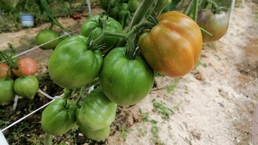 Томат Огненный гребень охра смотреть онлайн