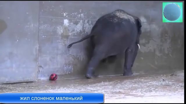Песня жил слоненок маленький слоненок футболист смотреть онлайн