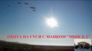 Куропатки, ОХОТА НА ГУСЯ С МАНКОМ "МИНСК 2 ТРИО"