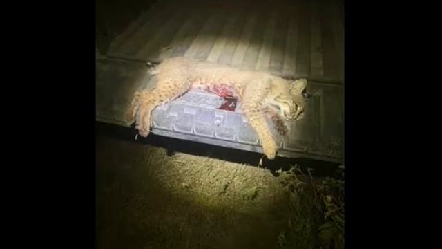Bobcat and Coyote Hunt Pulsar Thermion XM30 Thermal смотреть онлайн