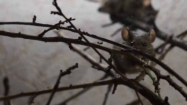 Чем разнообразить жизнь грызуна / серые мыши / Gray mice Husky and Flora / ХАСКИ и ФЛОРА смотреть онлайн