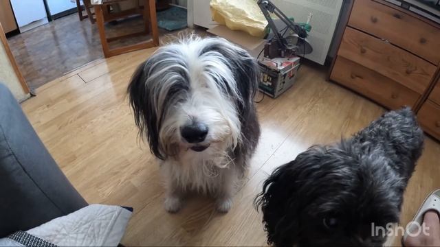 Москва 6 октября 2022(Вайс и Шуша попрошайничают🐑🐕🦺)реабилитация после травмы колена смотреть онлайн