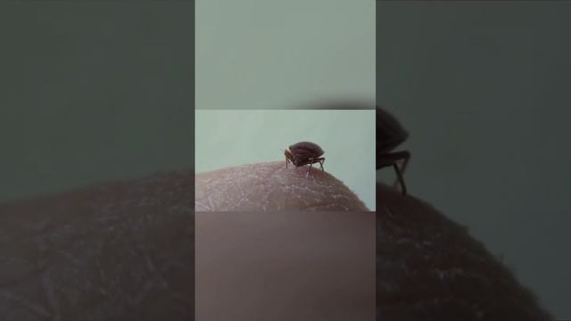 Уничтожение Клопов в Москве