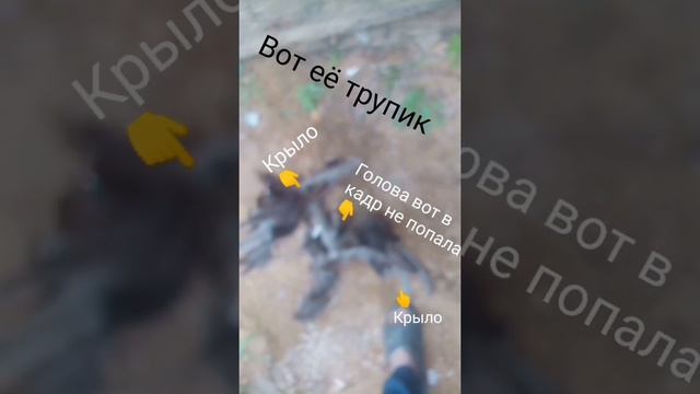 Курозавр |цаплязавр |птица страная сылка на найчный вильм снизу смотреть онлайн