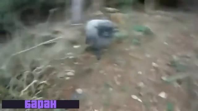 Песня дурноватый баран Боевой баран на лесной дороге смотреть онлайн